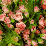 Розовые кустовые розы с зеленью