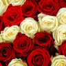 21 красная и белая роза