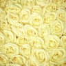 Сердце из 45 белых роз