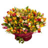 201 разноцветный тюльпан