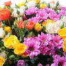 Разноцветные кустовые розы с хризантемами