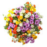 Разноцветные кустовые розы с хризантемами