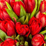 Букет из 51 красного тюльпана