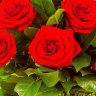 39 красных роз в корзине