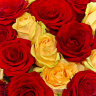 51 красная и кремовая розы