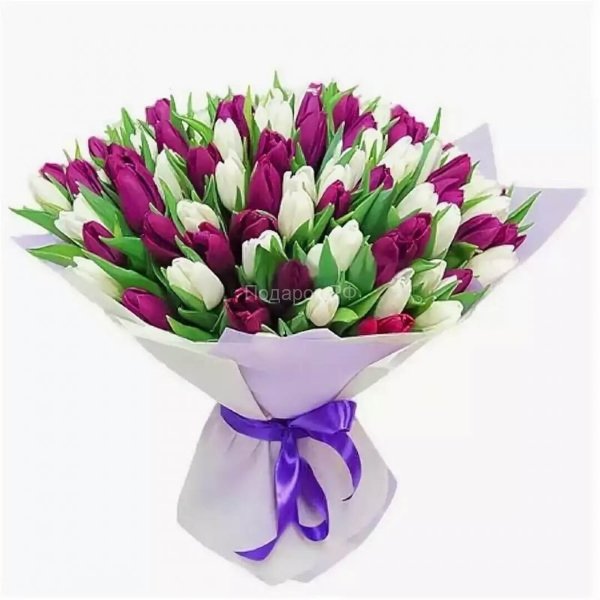51 бело-фиолетовый тюльпан