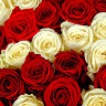51 красная и белая роза