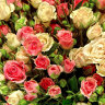 Букет белых и розовых кустовых роз, 101 шт