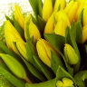 Букет из 25 желтых тюльпанов