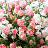 Розовые кустовые розы с хризантемами