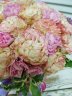 Букет пудровых и розовых роз "Нежный"
